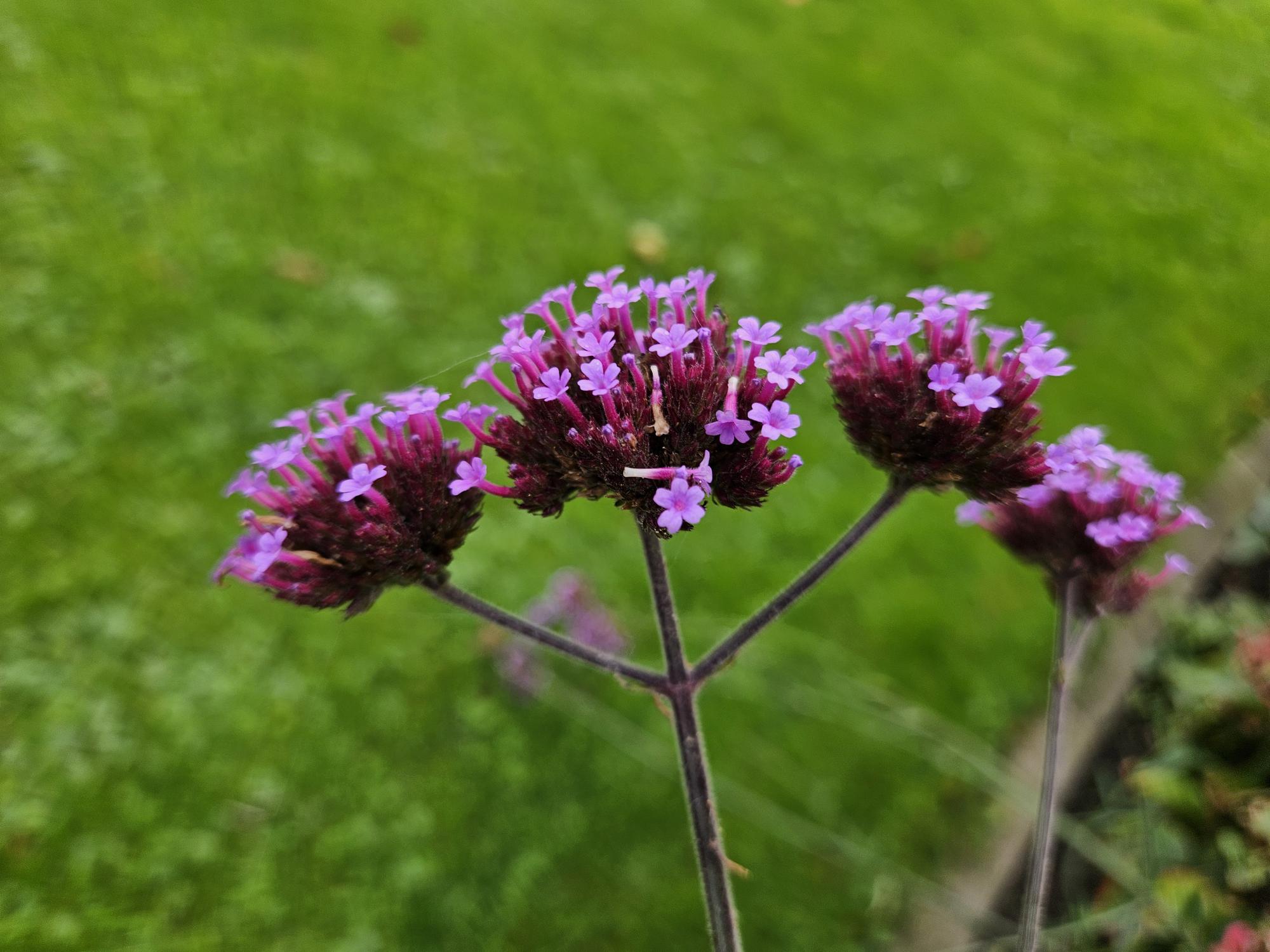 48x Verbena bon. 'Lollipop' - ↕10-25cm - Ø9cm