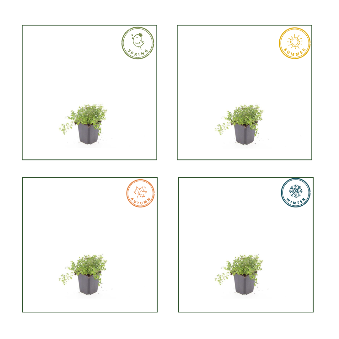 12x thymus serpyllum - ↕10-25cm - Ø9cm