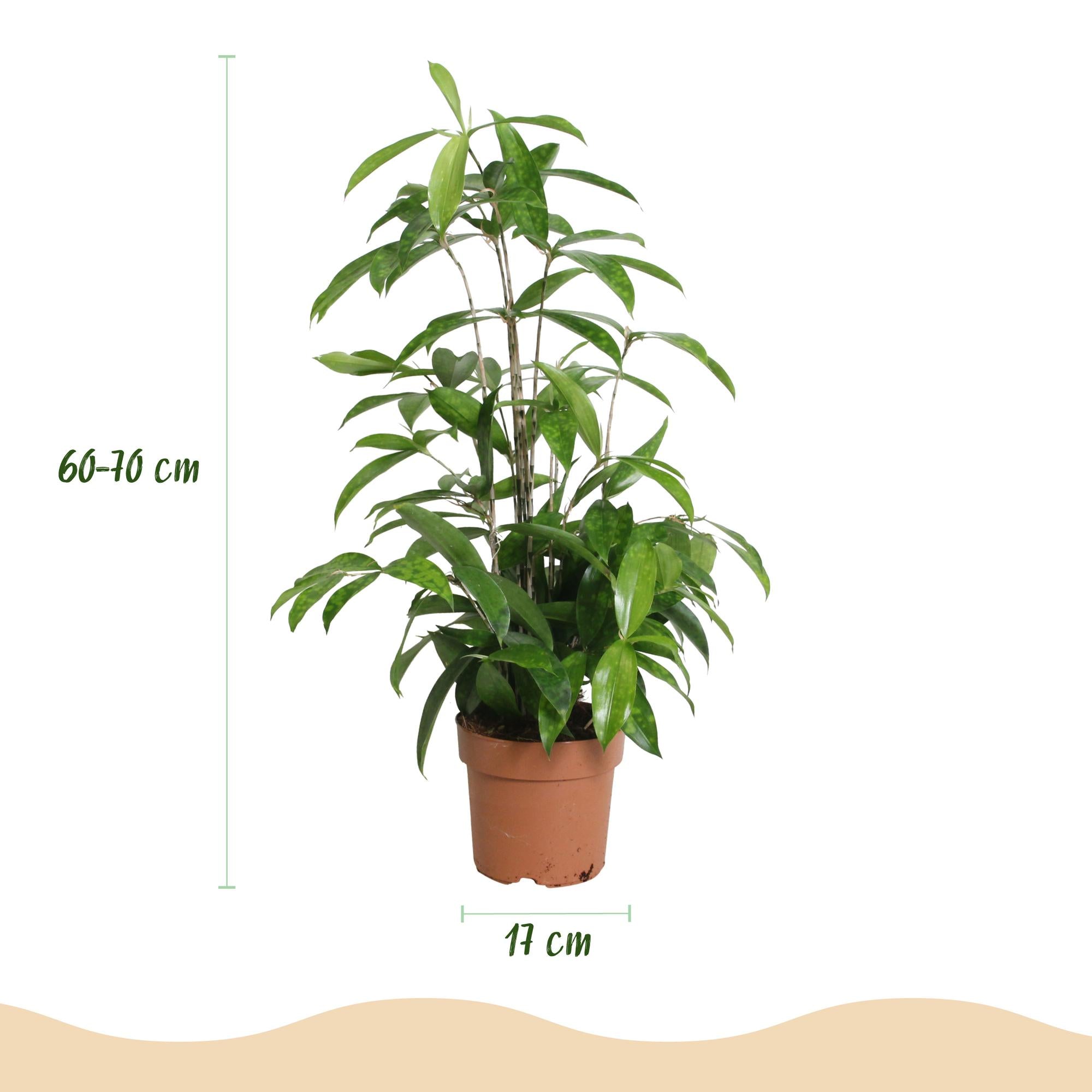 Green BoutiQ - Green is... Kamerplanten - Dracaena surculosa - Drakenbloedboom - Weinig onderhoud - Groen - 2 Planten - Pot 17cm - Hoogte 60-70cm