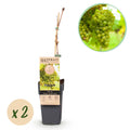 Green boutiQ - Fruitplant - Witte Druif - Vitis vinifera Vroege van der Laan - 2 planten - Pot 15cm Hoogte 50cm