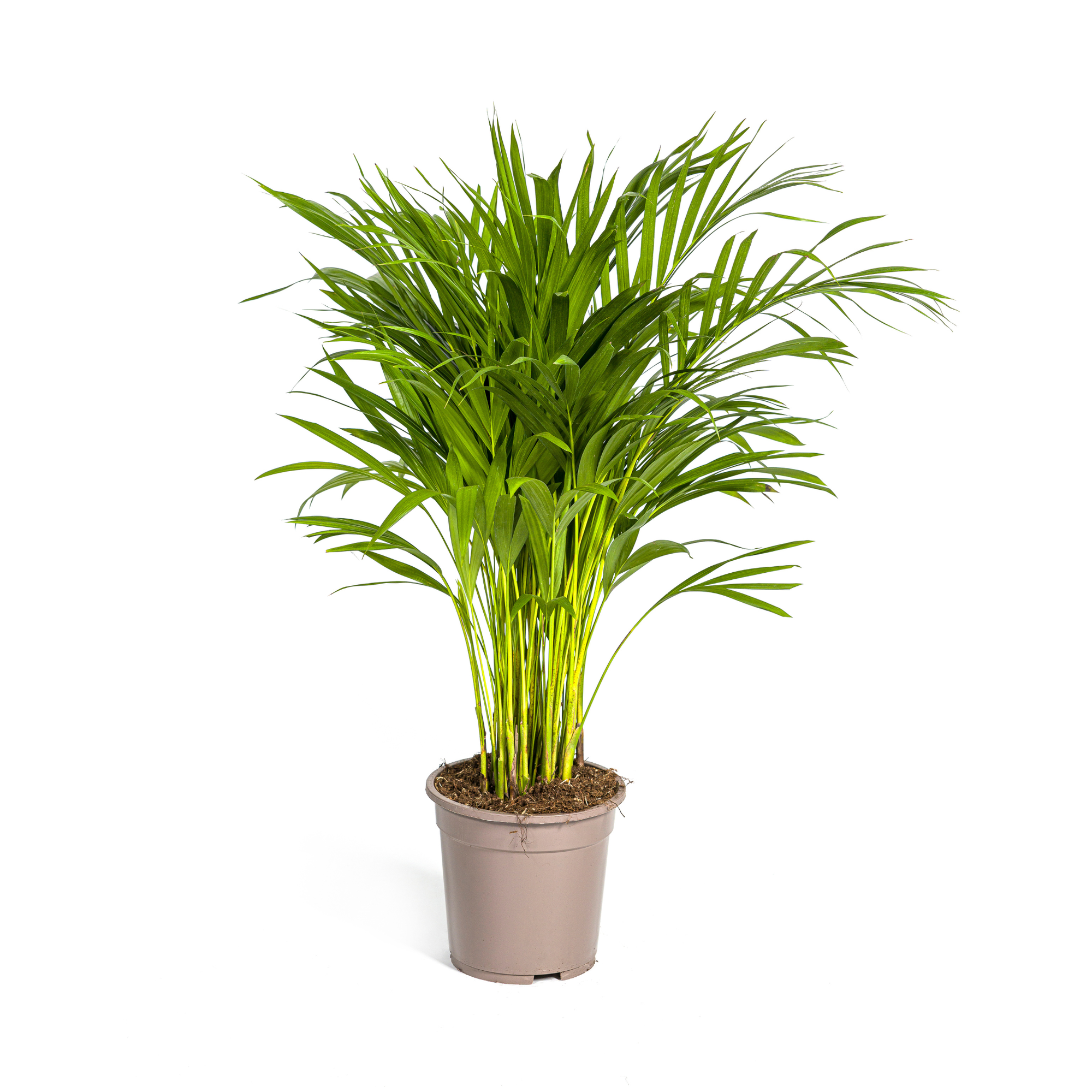 Dypsis Areca Lutescens Ø19cm - ↕80 - 100cm