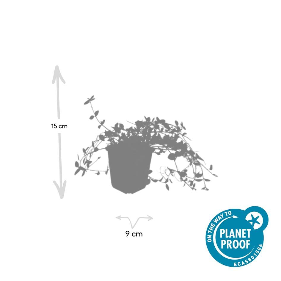 40x Vinca minor 'Gertrude Jekyll' - ↕10-25cm - Ø9cm