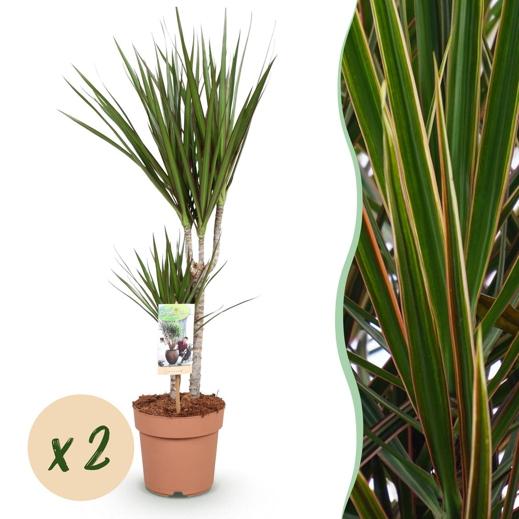 Green BoutiQ - Green is... Kamerplanten - Dracaena Marginata - Drakenbloedboom - Weinig onderhoud - Groen - 2 Planten - Pot 17cm - Hoogte 70-80cm