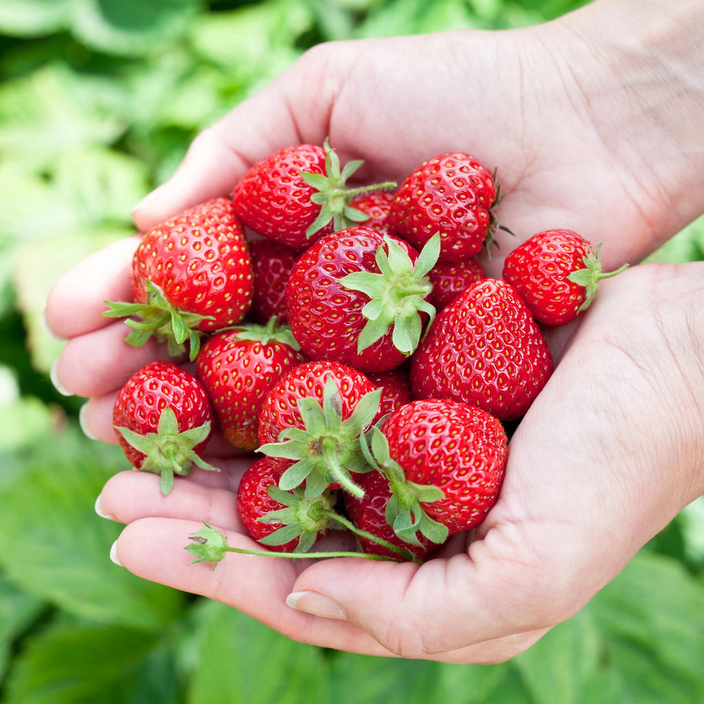 Green boutiQ - Fruitplanten - Aardbei - Fragaria Elvira - Winterhard - 6 Planten - Pot 9 cm - Rode Aardbei