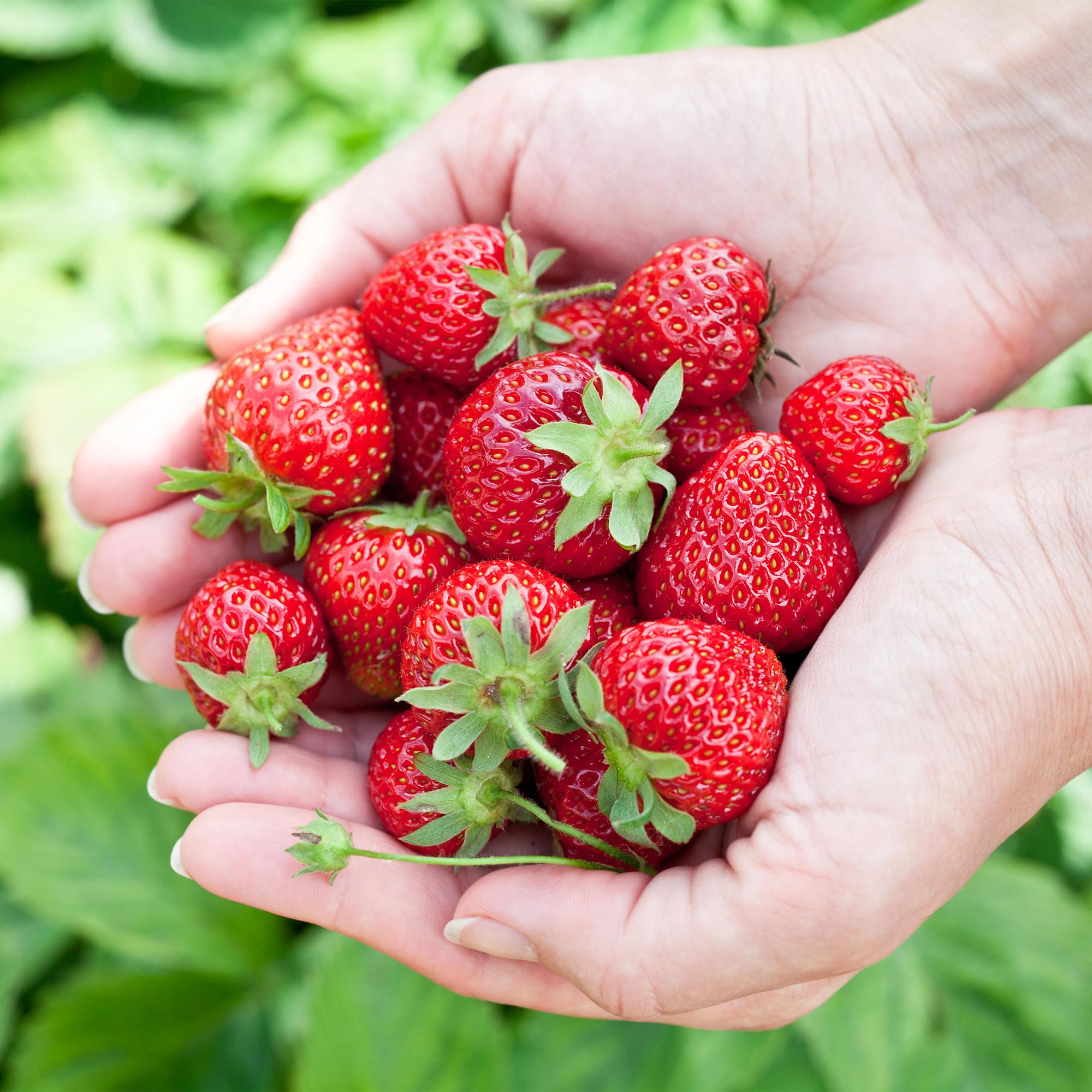 Green boutiQ - Fruitplanten - Aardbei - Fragaria Elvira - Winterhard - 6 Planten - Pot 9 cm - Rode Aardbei