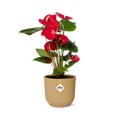 Anthurium Red 12cm in ELHO Vibes Fold 14cm geel