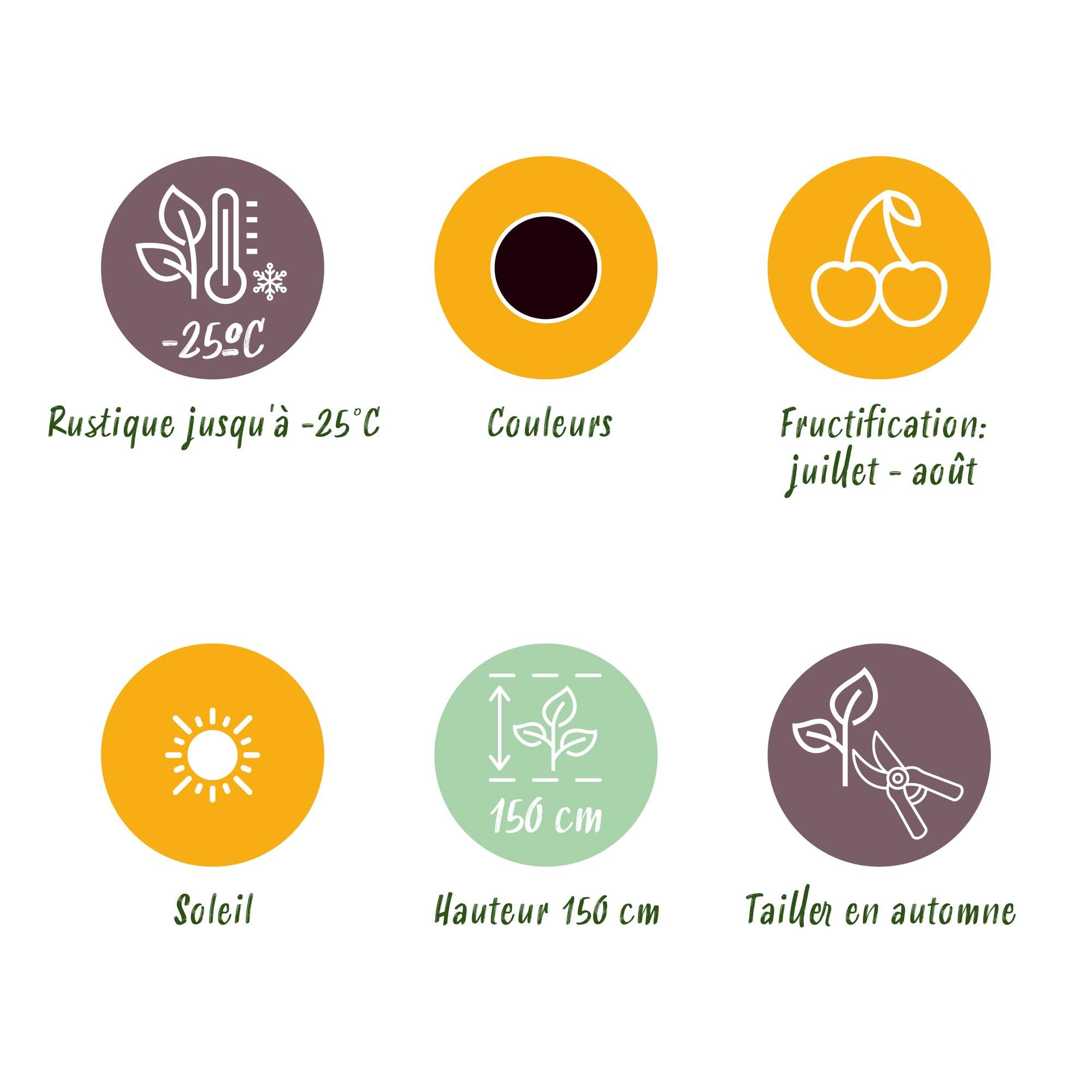 Green boutiQ - Fruitplanten - Jostabes - Ribes Jostabes - Winterhard - 6 Planten - Pot 9 cm - Zwarte Bes