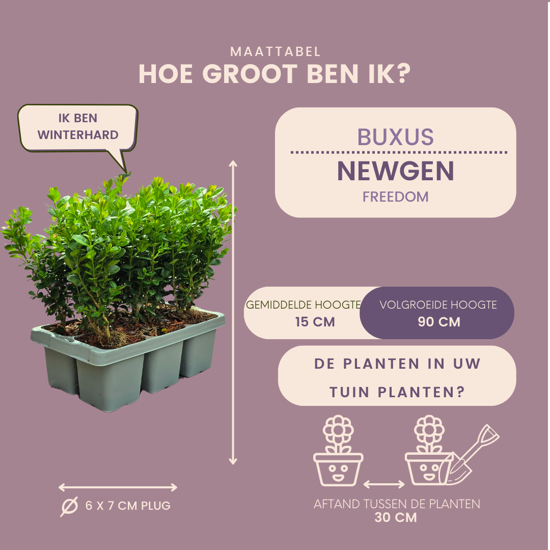 "Buxus NewGen Freedom 6-Pack – Winterharde Groenblijvende Struiken 6 x Ø7 cm - ↕15 cm | Compacte Buxus"
