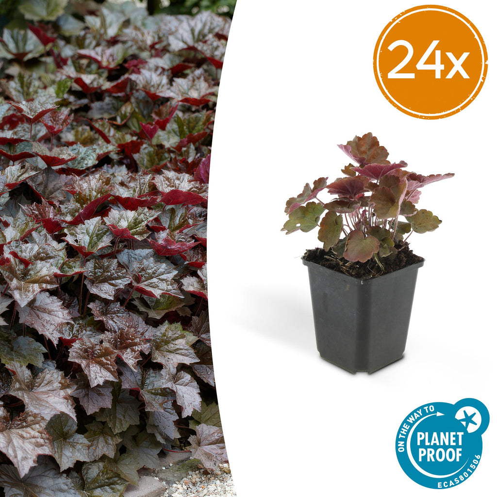 24x Heuchera mic. 'Palace Purple' - ↕10-25cm - Ø9cm