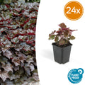 24x Heuchera mic. 'Palace Purple' - ↕10-25cm - Ø9cm