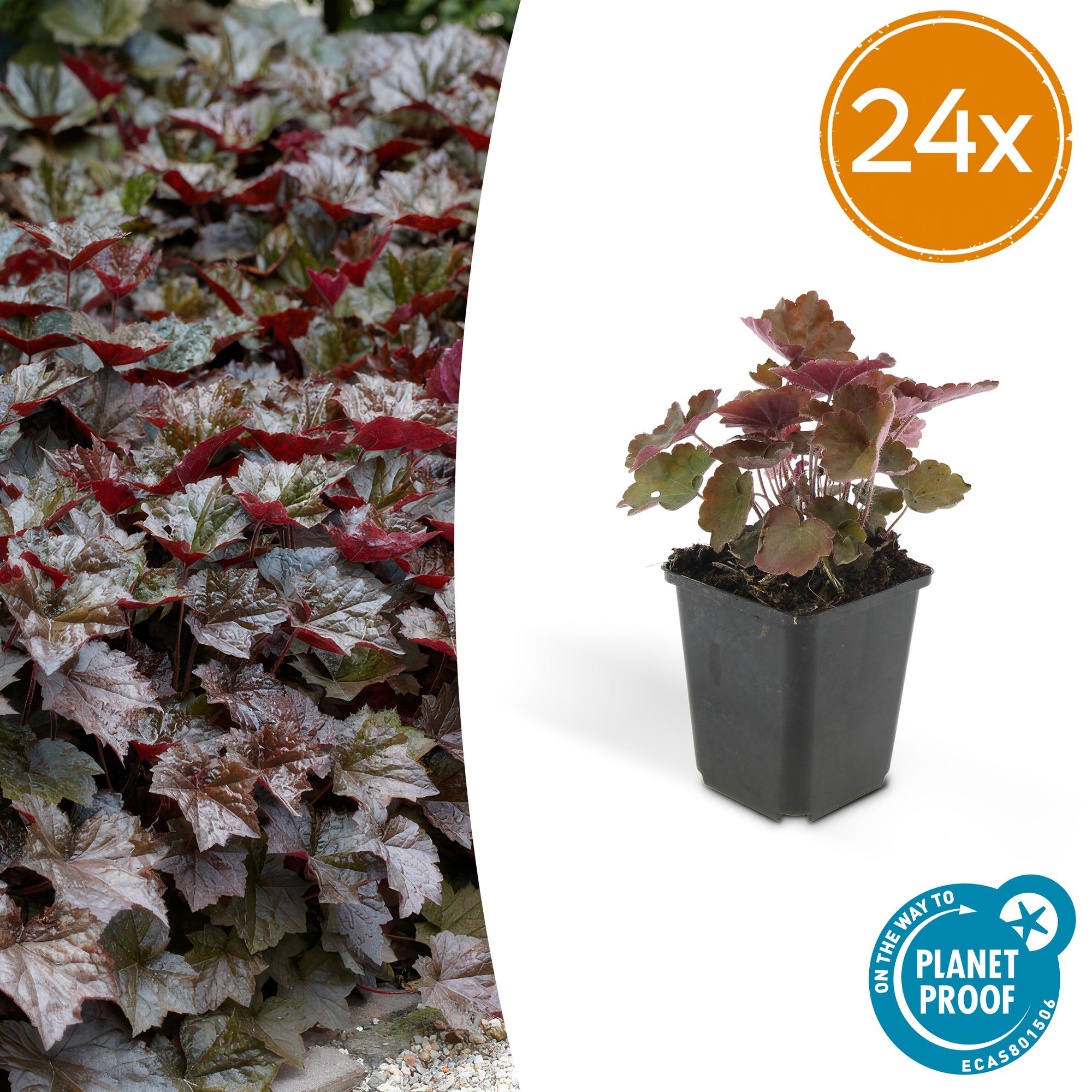 24x Heuchera mic. 'Palace Purple' - ↕10-25cm - Ø9cm
