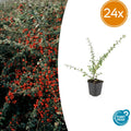 24x Cotoneaster suec. 'Coral Beauty' - ↕10-25cm - Ø9cm