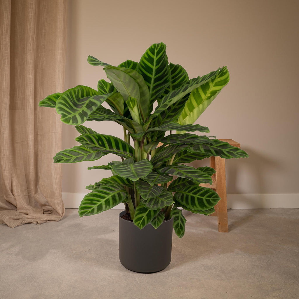 Calathea Zebrina - Pauwenplant - Ø19cm - ↕80cm