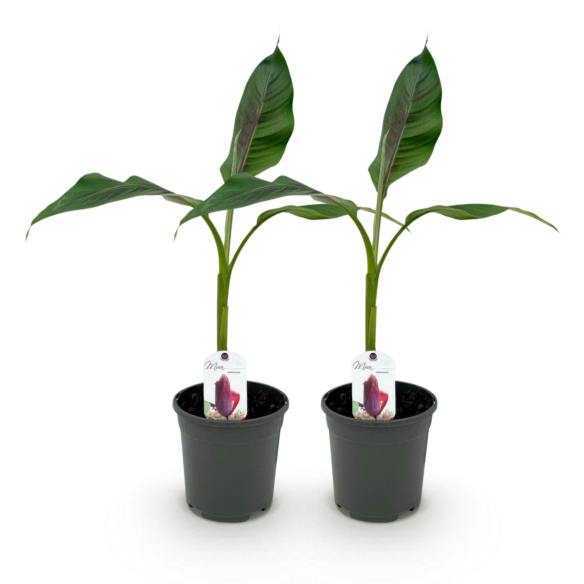 Green boutiQ - Fruitplant - Bananen plant - Musa sikkemensis Red Tiger - Winterhard - 2 planten - Pot 17cm Hoogte 40cm