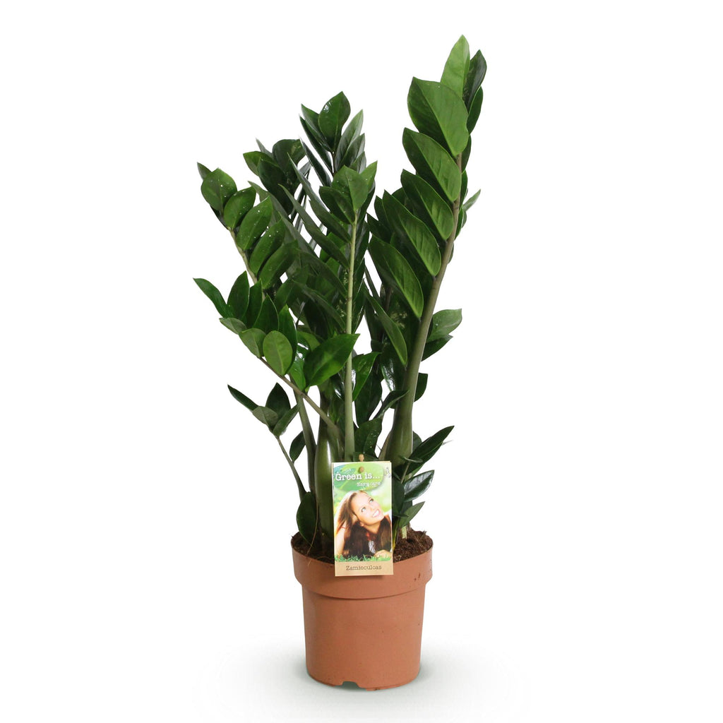 Green BoutiQ - Green is... Kamerplanten - Zamioculcas - ZZ-plant - Weinig onderhoud - Groen - 1 Plant - Pot 17cm - Hoogte 65-75cm