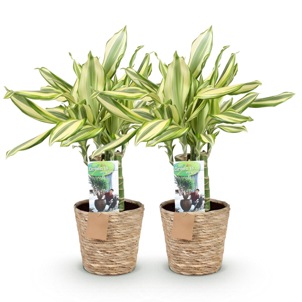 Green BoutiQ - Green is... Kamerplanten - Dracaena fragrans Diamond Dream - Drakenbloedboom - Weinig onderhoud - met mand - Groen - 2 Planten - Pot 17cm - Hoogte 50-55cm