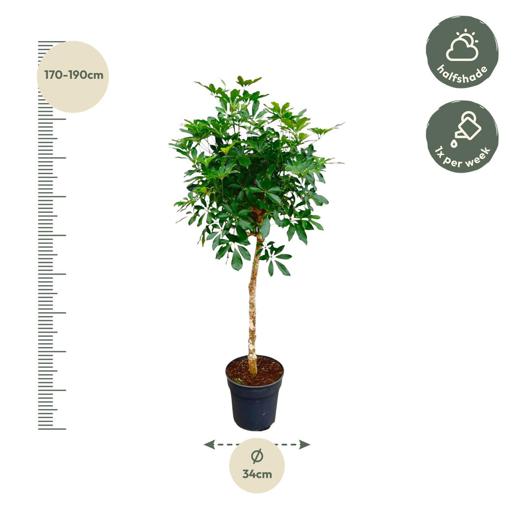 Schefflera op stam - 170cm - ø30