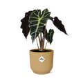Alocasia ‘Polly’ in ELHO Vibes Fold 14cm geel