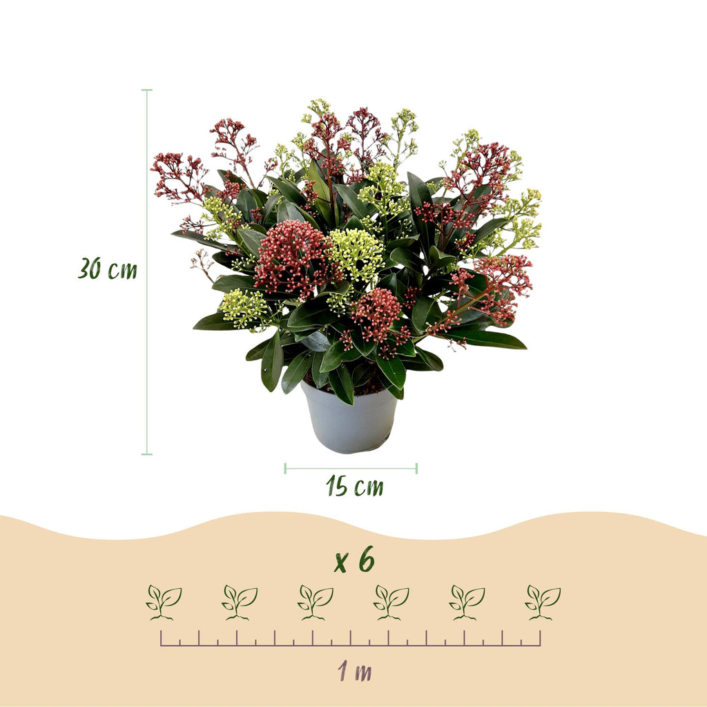 1x - Terrasplant - Skimmia japonica Festival - Bloem Wit & Rood - 15+ Bloemen - 1 Plant - Winterhard - Pot 15cm Hoogte 30cm