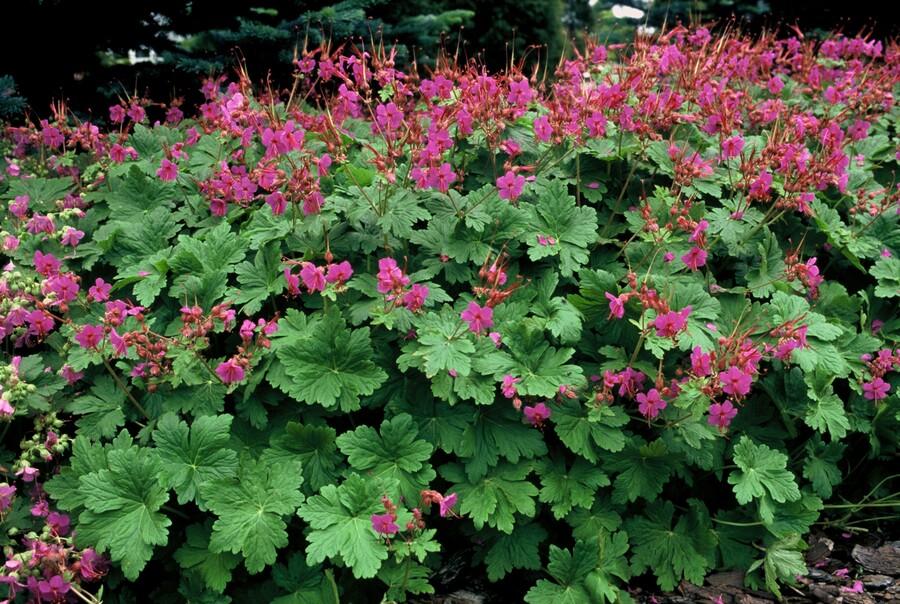 20x Geranium macr. 'Czakor' - ↕10-25cm - Ø9cm