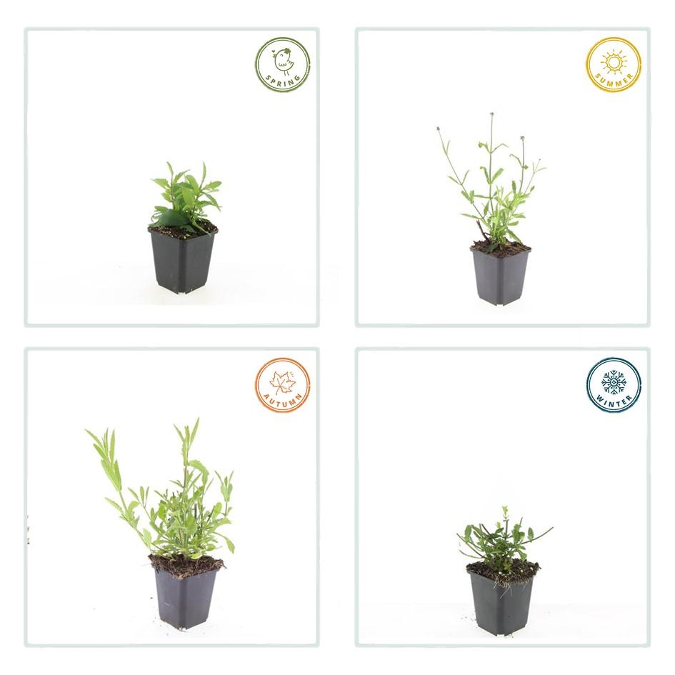 48x Verbena bon. 'Lollipop' - ↕10-25cm - Ø9cm