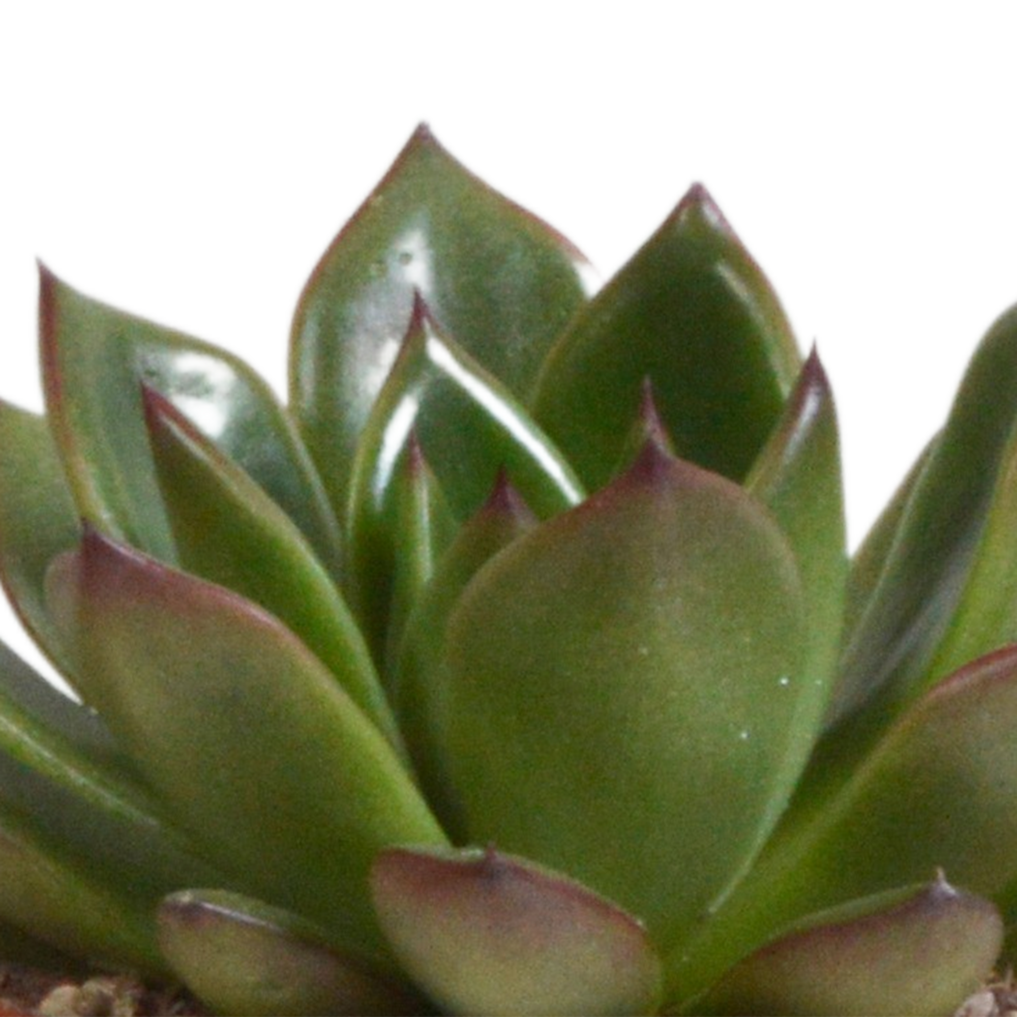 Echeveria mix 8.5 cm - 3x - in terracotta pot