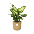Dieffenbachia ‘Camilla’ in ELHO Vibes Fold 14cm geel