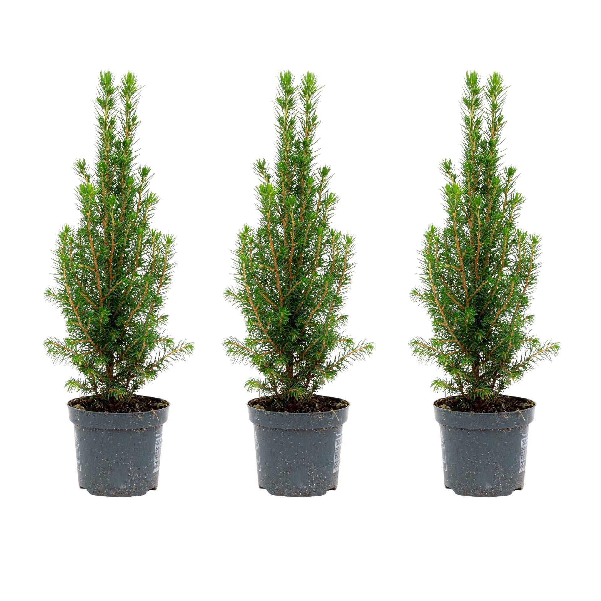3x Mini Christmas Tree - Picea Glauca Perfecta - 25-30 cm