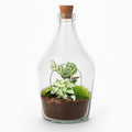 Open terrarium Joss - Calathea Makoyana & Fittonia white Tiger - ↑ 30 cm