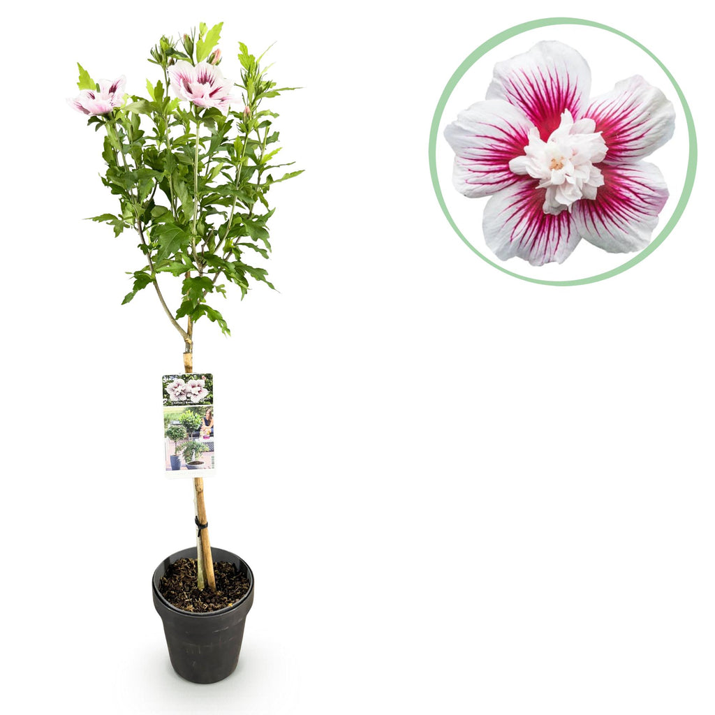 GreenboutiQ - Plante sur Tige - Hibiscus syriacus Starburst Chiffon® - Plante de Terrasse - Feuilles Caduques - Résistant à l'Hiver - Fleur Blanc-Rose - Pot 19cm Hauteur 90cm