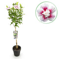GreenboutiQ - Plante sur Tige - Hibiscus syriacus Starburst Chiffon® - Plante de Terrasse - Feuilles Caduques - Résistant à l'Hiver - Fleur Blanc-Rose - Pot 19cm Hauteur 90cm