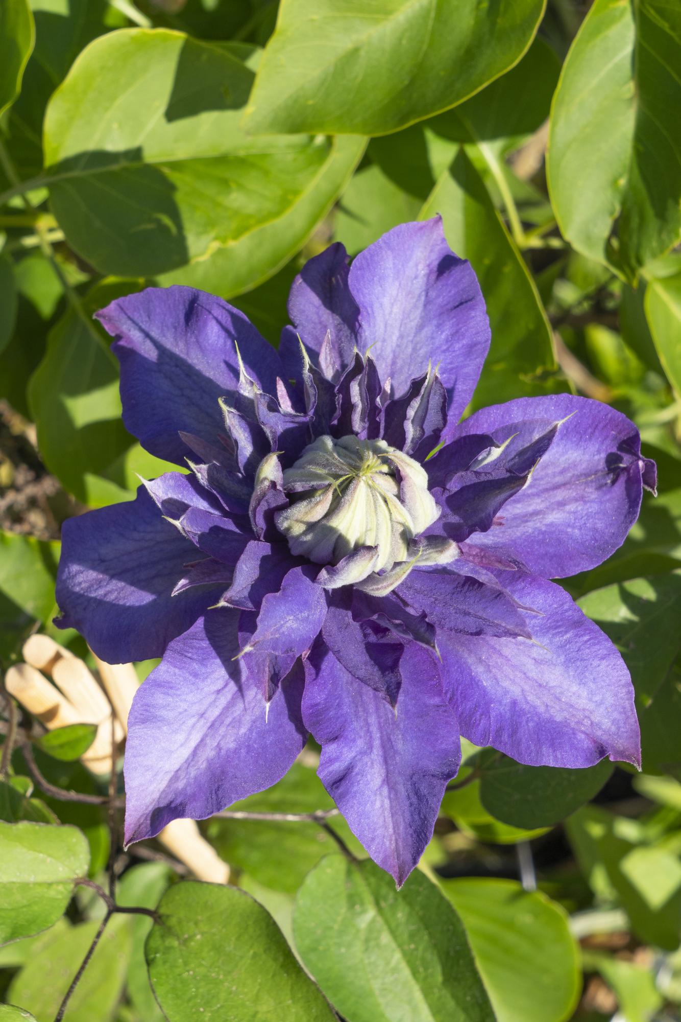 4x - Clematis Multi Blue - ↨65cm - Ø15