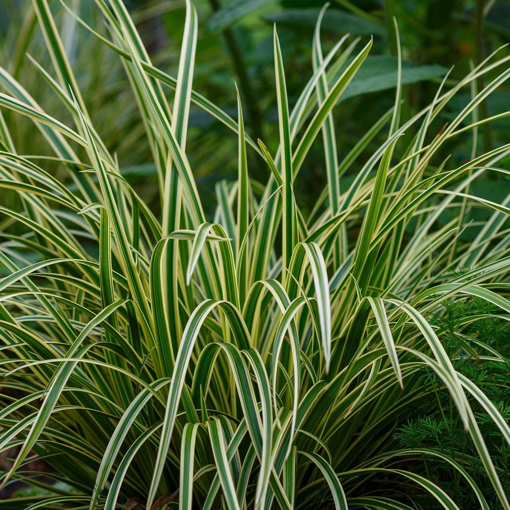 Green boutiQ - Siergrassen - Carex morrowii Ice Dance  - Wit & Groen - 2 Planten - Bladhoudend - Weinig Onderhoud - Pot 17cm Hoogte 50cm