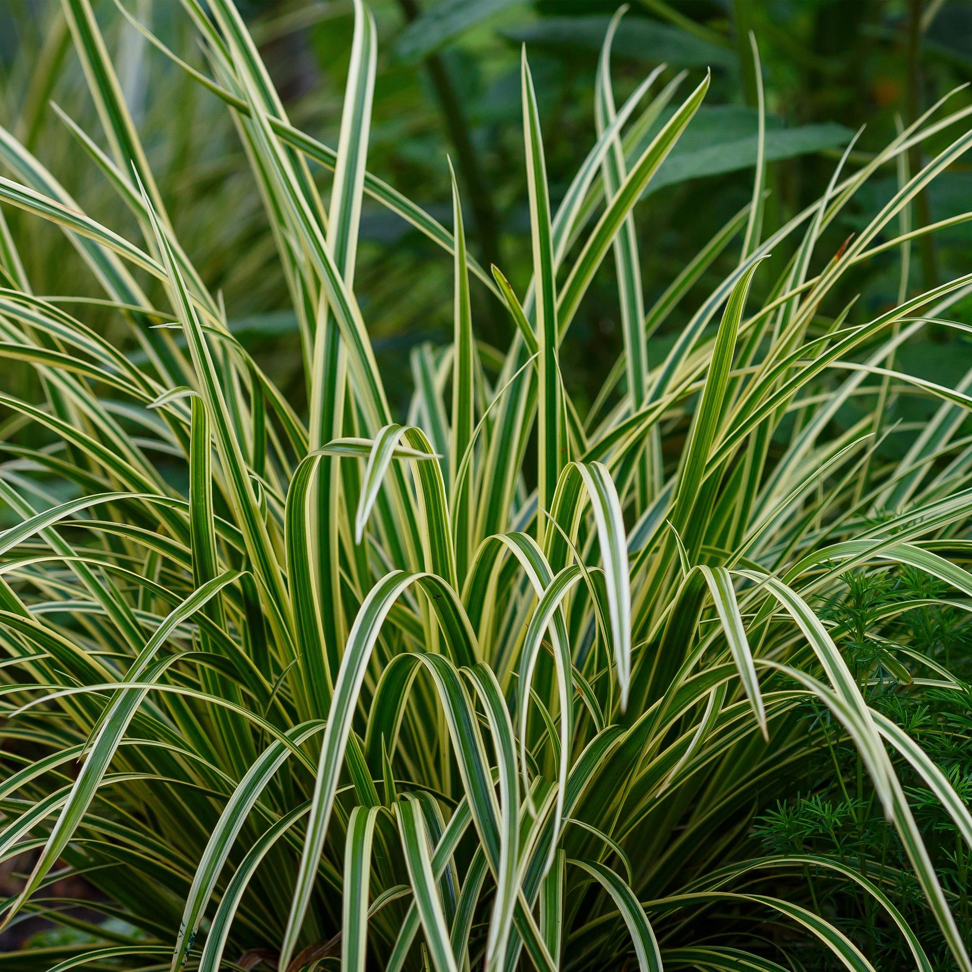 Green boutiQ - Siergrassen - Carex morrowii Ice Dance  - Wit & Groen - 2 Planten - Bladhoudend - Weinig Onderhoud - Pot 17cm Hoogte 50cm