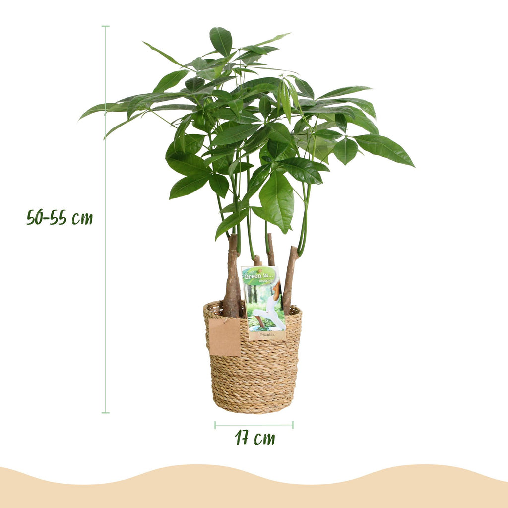 Green BoutiQ - Green is... Kamerplanten - Pachira Aquatica multi stam - Geldboom - Weinig onderhoud - met mand - Groen - 1 Plant - Pot 17cm - Hoogte 50-55cm