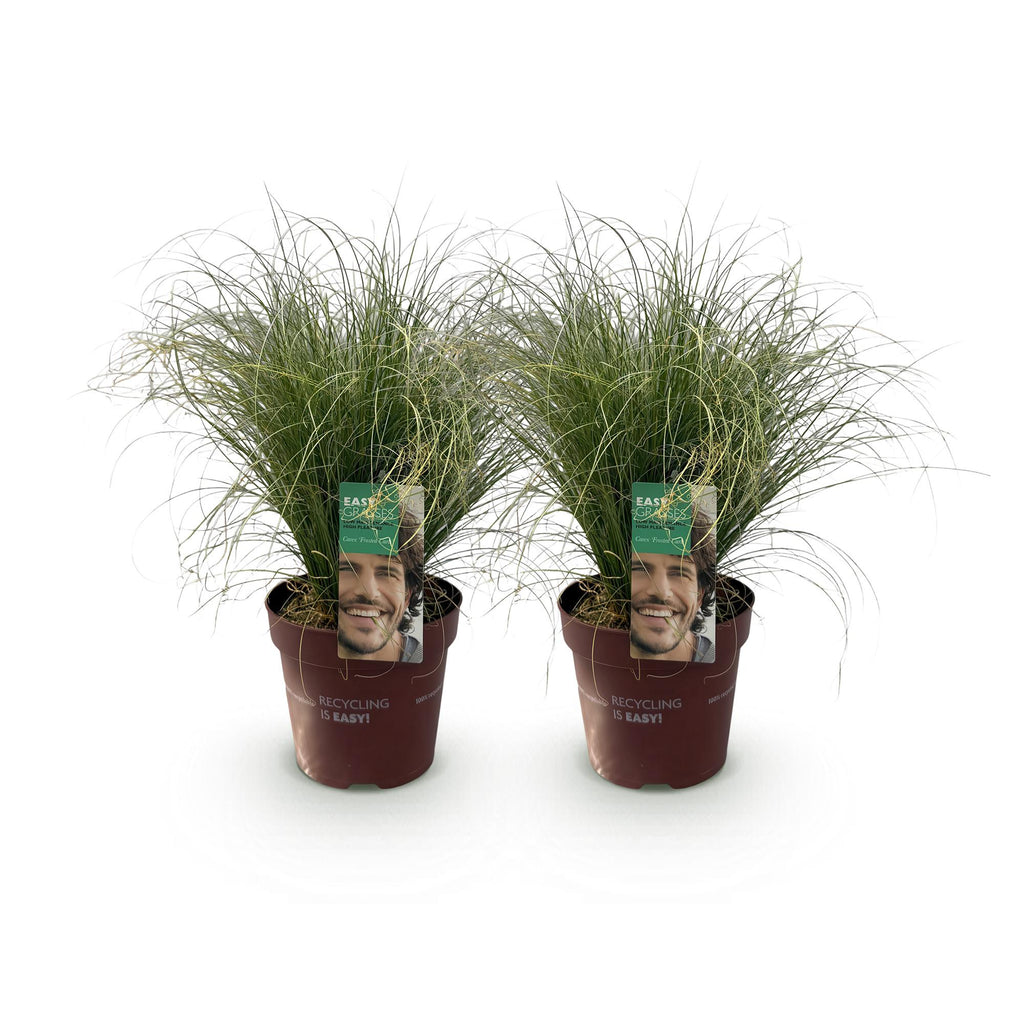 Green boutiQ - Siergrassen - Carex comans Frosted Curls - Groen - 2 Planten - Bladhoudend - Weinig Onderhoud - Pot 17cm Hoogte 50cm