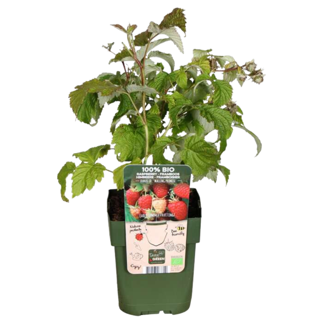 3 x biologische frambozenplanten - Ø 13 cm - ↨ 20 cm