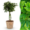 Green BoutiQ - Green is... Kamerplanten - Schefflera Nora - Vingerboom - Weinig onderhoud - met mand - Groen - 1 Plant - Pot 21cm - Hoogte 70-82cm