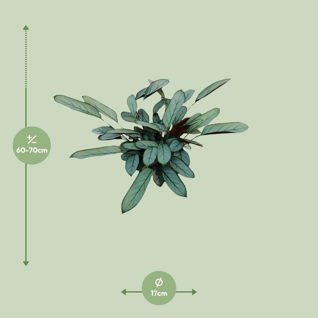 Ctenanthe Oppenheimiana - Ø17cm - ↕70cm