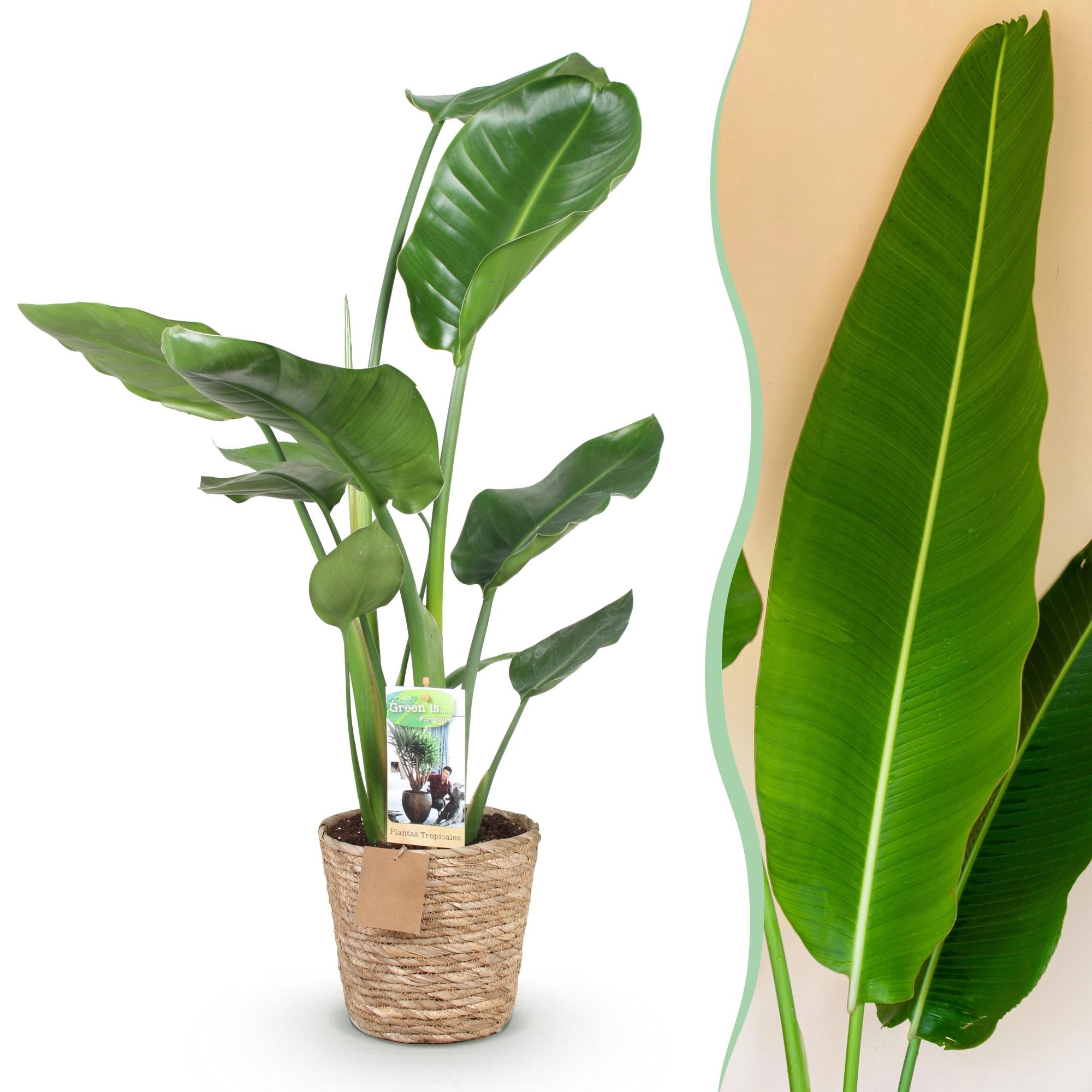Green BoutiQ - Green is... Kamerplanten - Stelitzia Nicolai - Paradijsvogelbloem - Weinig onderhoud - met mand - Groen - 1 Plant - Pot 17cm - Hoogte 70-90cm