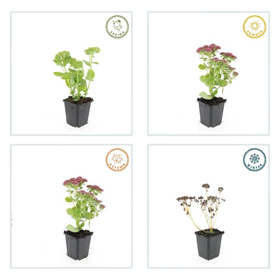 20x Sedum 'Herbstfreude' - ↕10-25cm - Ø9cm