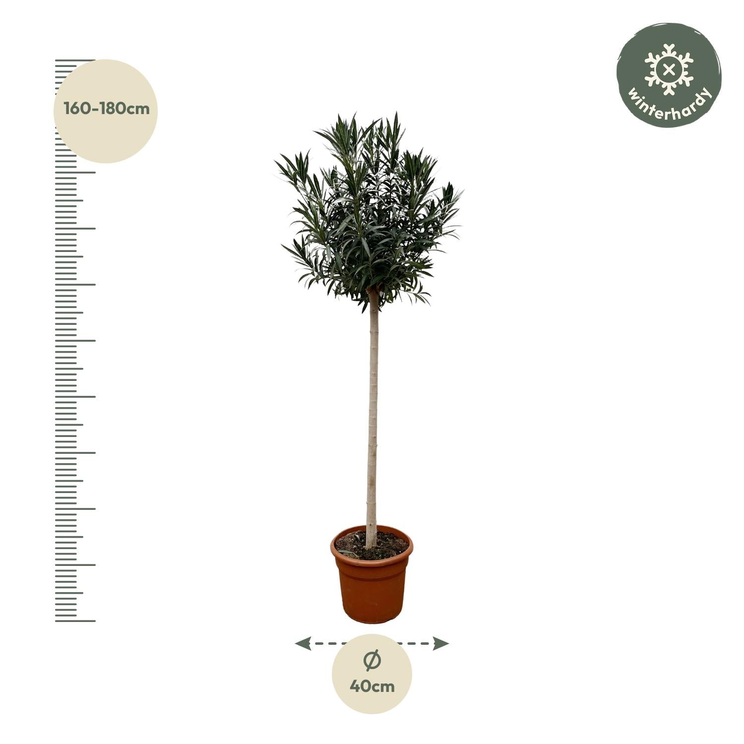 Nerium Oleander op stam met rode bloem - 170cm- Ø40