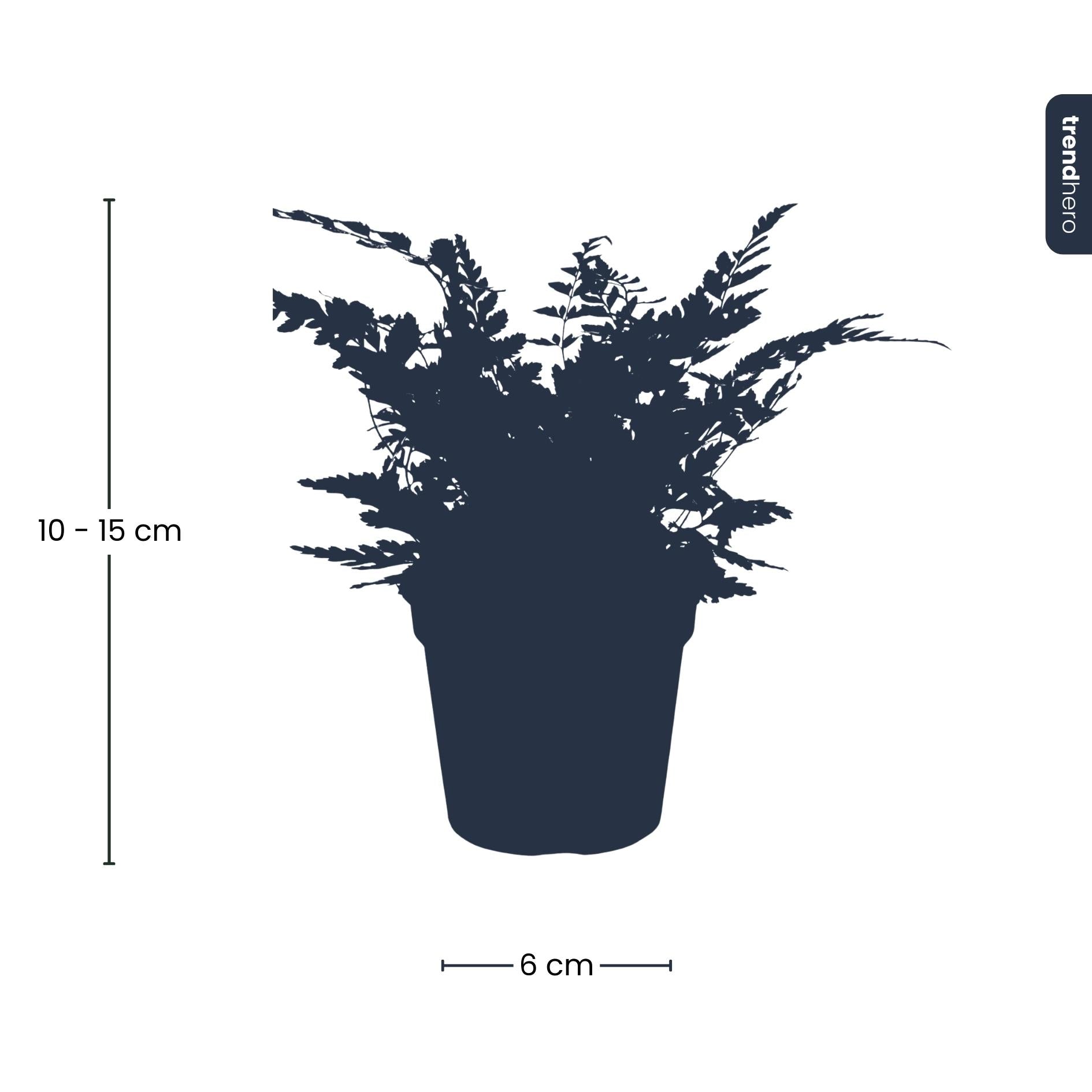 Varen - Athyrium spicatum - Terrarium plant - Potmaat 6