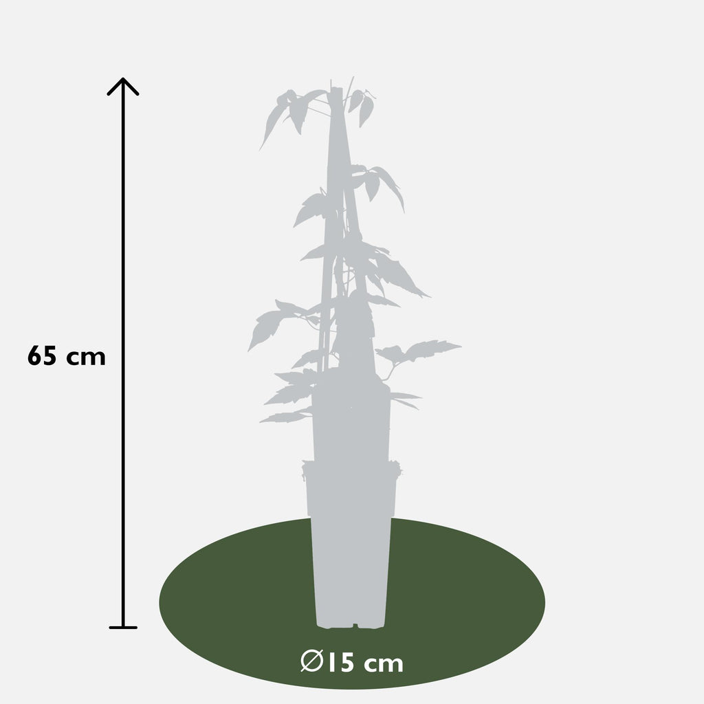 3x - Clematis Montana 'Fragrant Spring' - ↨65cm - Ø15