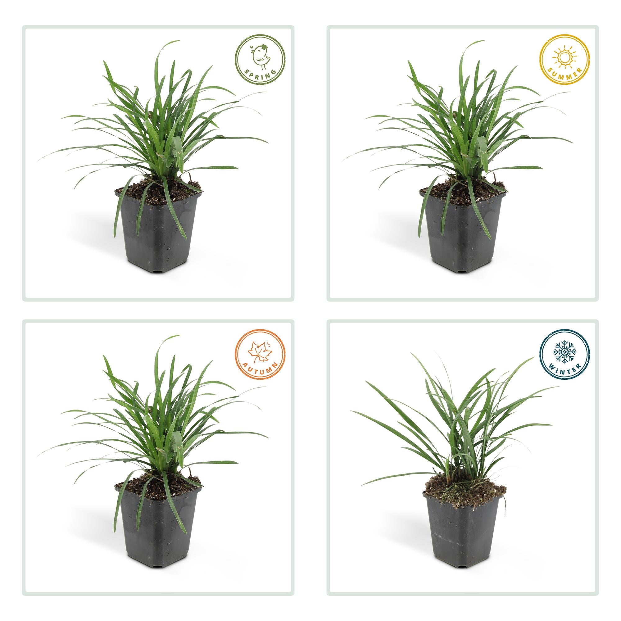 20x Liriope muscari 'Big Blue' - ↕10-25cm - Ø9cm