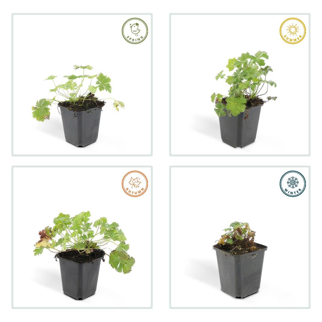 20x Geranium cant. 'Biokovo' - ↕10-25cm - Ø9cm