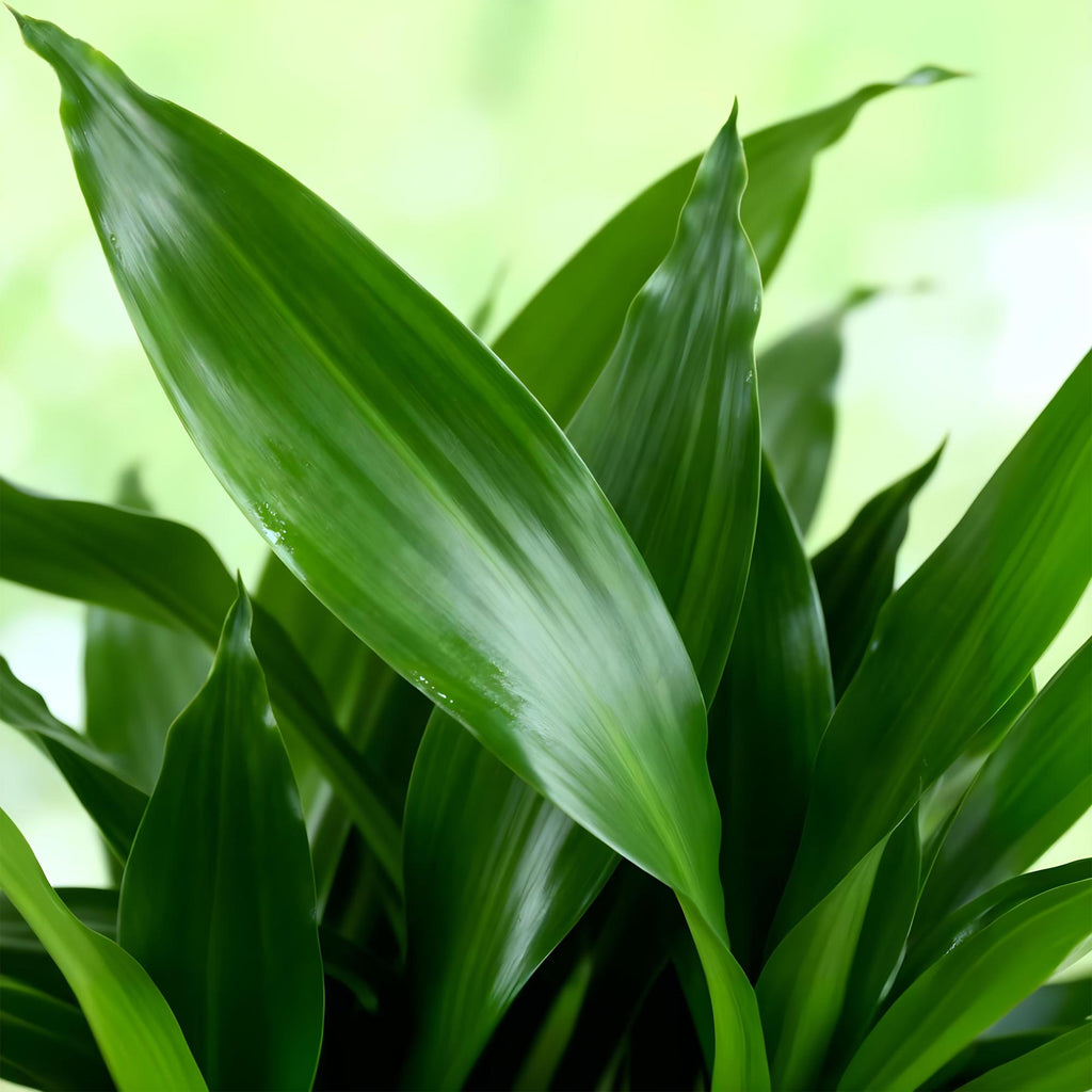 Green BoutiQ - Green is... Kamerplanten - Dracaena fragrans Steudneri - Drakenbloedboom - Weinig onderhoud - met mand - Groen - 2 Planten - Pot 17cm - Hoogte 50-55cm