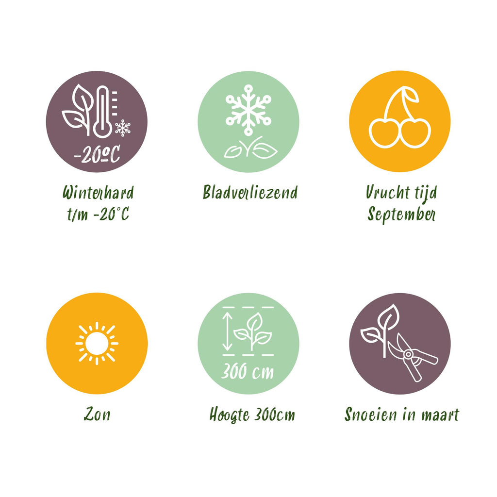 Green boutiQ - Fruitplant - Witte Druif -  Vitis vinifera Himrod - Pitloos - 2 planten - Pot 15cm Hoogte 50cm