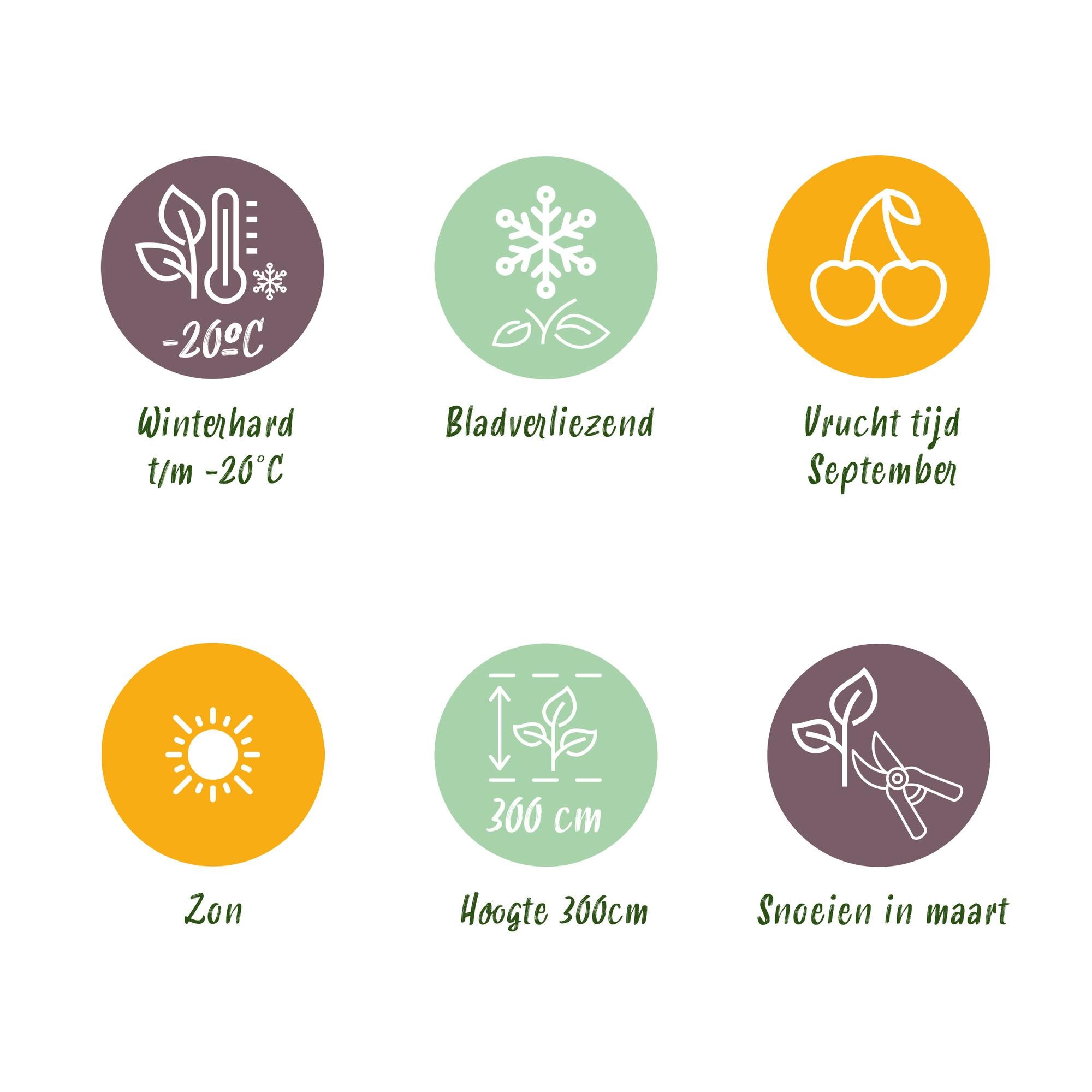 Green boutiQ - Fruitplant - Witte Druif -  Vitis vinifera Himrod - Pitloos - 2 planten - Pot 15cm Hoogte 50cm