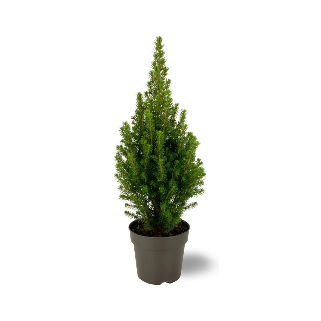 Picea glauca Perfecta - 15 cm Ø - 40 cm ↨